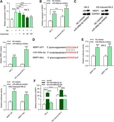 Hyperoside Protects HK-2 Cells Against High Glucose-Induced Apoptosis and Inflammation via the miR-499a-5p/NRIP1 Pathway